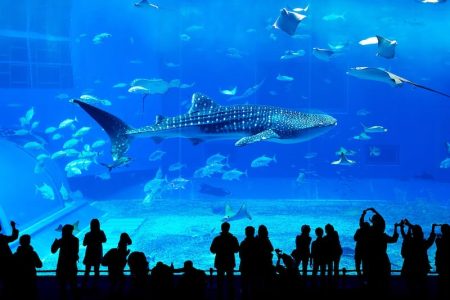 Grand Aquarium